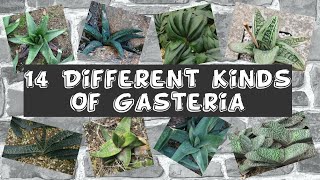 14 Different Kinds Of Gasteria [upl. by Maltzman295]