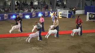 2023 Erie County Fair Youth Livestock Expo Grand Drive [upl. by Lyman]