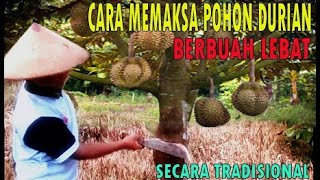 Cara memaksa pohon durian berbuah lebat secara tradisional [upl. by Gnuy421]