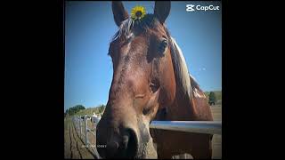 Troy all time favorite first tenderfoot ride ❤️ westernaires Westernaires horses [upl. by Nymassej]