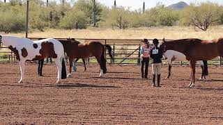 Class 3  Halter GeldingsStallions  Scottsdale Saddle Club  February Horse Show [upl. by Eeroc434]