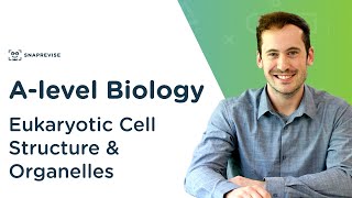 Eukaryotic Cell Structure amp Organelles  Alevel Biology  OCR AQA Edexcel [upl. by Nehgam687]