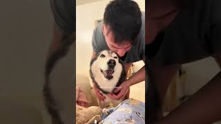 Funny dogs 🐶 dog funny dogs pets cute animals funnydogs funnymemes cutedog funnyvideo [upl. by Egroj]