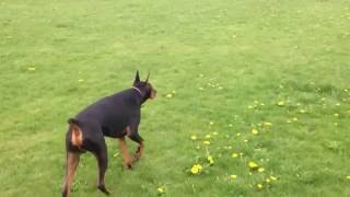 Zeus the Doberman Pinscher stalking Nyla [upl. by Lou]