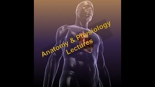 AampP Lecture 13  Muscular System Part 1 of 2 Mechanisms of Contraction [upl. by Zeke]