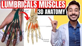 lumbrical muscles of hand anatomy  lumbrical muscle anatomy  lumbrical muscle origin and insertion [upl. by Ripleigh]