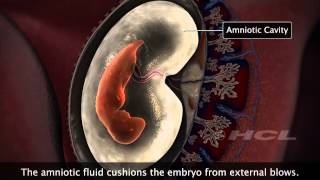 HCL Learning  Embryonic Development in Humans [upl. by Palila544]