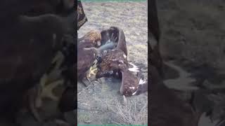 Incredible Watch What Happens When This Eagle Attacks [upl. by Melisandra]