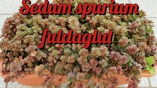 SUCULENTAS  Sedum spurium fuldaglut [upl. by Lenahs]