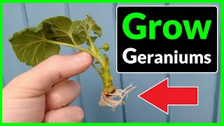 How to Grow Geraniums from Cuttings Complete Process [upl. by Ierdna]