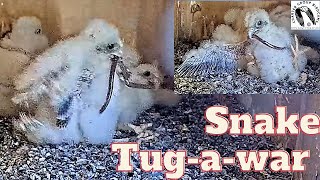 Feathered Gladiators Lesser Kestrel Nestlings Battle Over Snake Dinner This is EPIC [upl. by Eustazio]