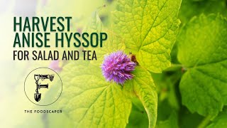 Harvest Anise Hyssop for salad and tea [upl. by Strage]