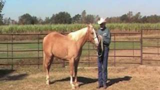 Teaching a Horse to Turn for Showmanship provided by eXtension [upl. by Byrdie115]