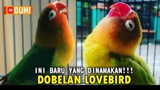 Belajar Lovebird  Coba Disimak Contoh Suara DOBELAN LOVEBIRD [upl. by Areik]