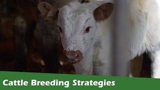 eBarns OnFarm Research 2024 Cattle Breeding Strategies [upl. by Deborath]