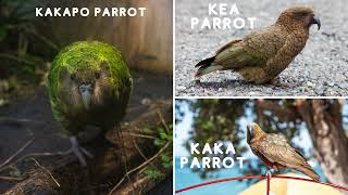 Kakapo Parrot Known As Owl Parrot Night Parrot amp Mighty Moss Chicken [upl. by Tnemelc]