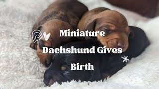 Miniature Dachshund Gives Birth miniaturedachshunds dogpregnancy puppybirth puppy whelping [upl. by Eitsirk]