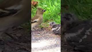 Cute Birds Feeding Baby Chicks in the Nest  Bird Feeding Babies [upl. by Dranik331]