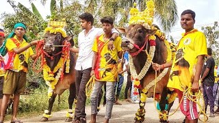 மரபு தமிழனின் படை  marapu Tamilan patai செல்லப்பிள்ளைகுட்டை எருதாட்டம்  jallikattu [upl. by Camellia]