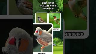 WHAT IS THE SMALLEST BIRD IN THE WORLD ANIMAL TRIVIA PT7 trending shorts animal quiz trivia [upl. by Howlond]