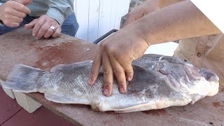 How to Fillet a Tautog  Simple and Boneless Tautog Fish Cleaning [upl. by Siri]