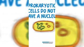 Eukaryotes vs Prokaryotes 🤔 [upl. by Dole802]