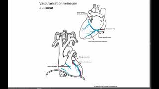 Veines du coeur [upl. by Acillegna]