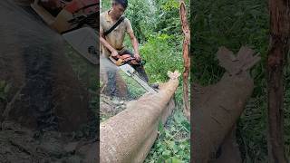 Stihl chainsaw fast wood cutting skills stihlchainsaw woodworking shorts [upl. by Marlea]