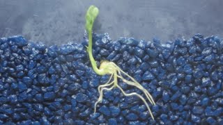 Time Lapse of Pea Shoot  Root Growth [upl. by Howlyn39]