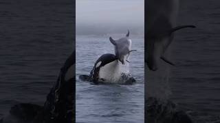 Who Is Oceans Apex Predator  Great White Shark Vs Orcas Vs Sperm Whale [upl. by Onurb231]