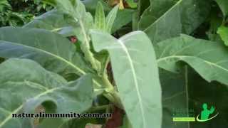 Tobacco Nicotiana tabacum [upl. by Faletti773]