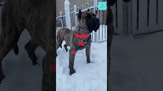 The Presa Canario shortsfeed dogbreed [upl. by Navinod]