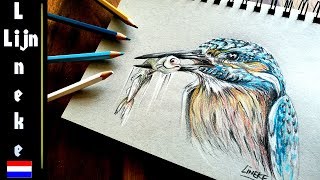 IJSVOGEL tekenen kleur potlood tekening [upl. by Ayanat]