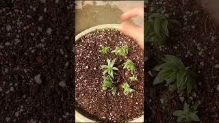 Spider Plant Propagation Made EASY shorts short spiderplant [upl. by Morentz]