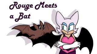 Rouge Meets a Bat [upl. by Nettie]