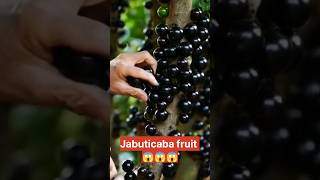 Jabuticaba Fruit Harvesting 🔥😱 shorts fruit satisfying [upl. by Quint592]