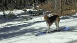 SNOWBOARDING BEAGLE DOG  On Animal Planet Too [upl. by Dlorah]