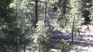 Slate creek Plumas NATIONAL FOREST [upl. by Palladin]