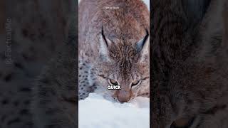 The Lynx  mysterious member of the cat family shorts facts [upl. by Ashbaugh]