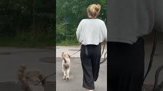 Every time my dog sees an open field 🌾 lagottoromagnolo [upl. by Shalne]