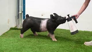 Flatland Showpigs  81324  286 [upl. by Micheline812]