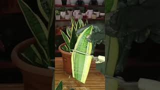 Sansevieria Leaf Cuttings Propagation plantpropagation sanseveria snakeplant [upl. by Akihsat748]