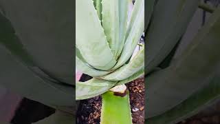 AMAZING ALOE VERA BARBADENSIS KK part 1 fypシ゚viral plants fyp [upl. by Koy]