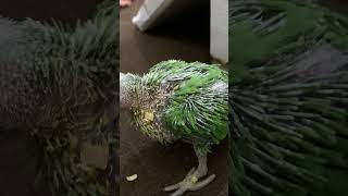 little parrot baby growingmain toota babycartoon uploadshortsvideo ai [upl. by Isobel]