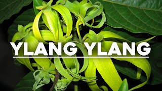 Benefits of Ylang Ylang ylangylang [upl. by Udell]