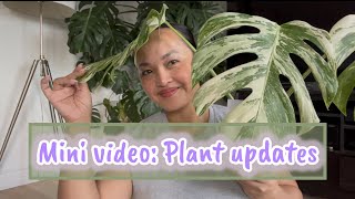 Plant updates Albo Monstera propagation [upl. by Olethea]