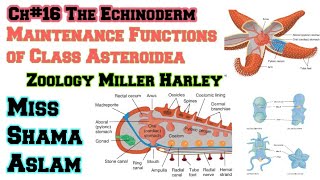 Ch16The Echinoderm Important function of class Asteriodea Maintenance functions of Class Asteroidea [upl. by Hna]