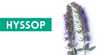 Hyssop  Anise Hyssop Uses and Benefits [upl. by Hartfield886]