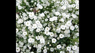 1118  Grow and care Gypsophila Chalk Plant Babys Breath from seeds Hindi Urdu [upl. by Mond]