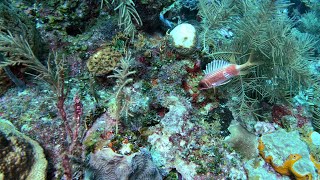 Scuba in Cuba  Memories Jibacoa Resort  February 2024 [upl. by Cornell]